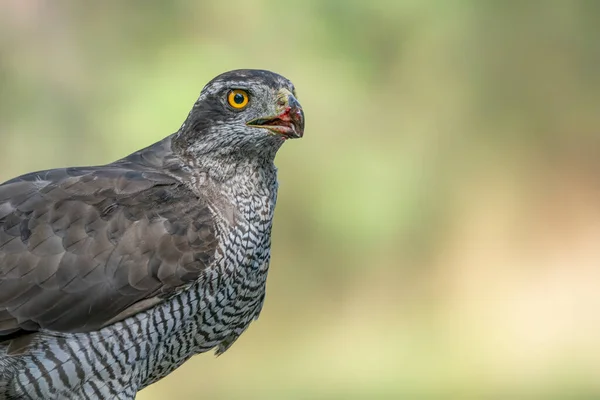 Adulto Goshawk Settentrionale Accipiter Gentilis Nella Foresta Del Brabante Settentrionale — Foto Stock