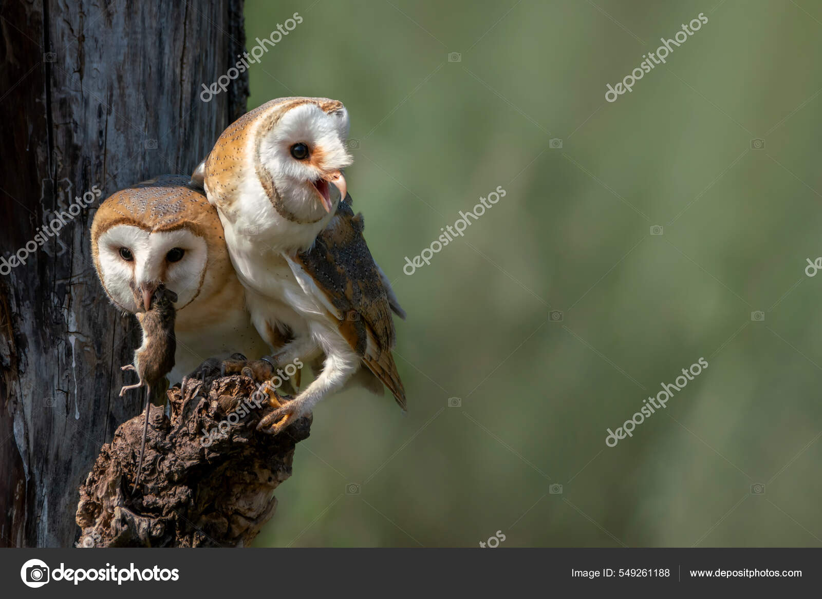 Two Beautiful Barn Owls Tyto Alba Branch One Barn Owl Стоковое.