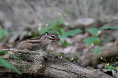 Bir ağaç gövdesinde ilginç Sibirya sincabı veya yaygın bir sincap (Eutamias sibiricus).