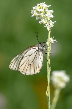 Güzel Siyah Damarlı Beyaz Kelebek (Aporia Crataegi) Yaz Bahçesinde Değerli Beyaz Kelebek.