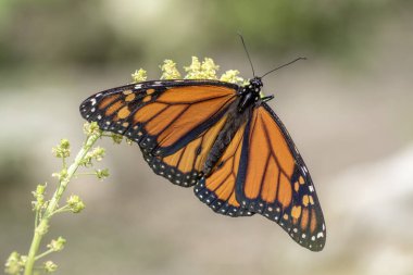 Güzel bir kral kelebeği (Danaus plexippus) bir yaz bahçesinde basit bir hükümdardır. Kıymetli Turuncu Kelebek