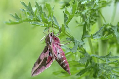 The elephant hawk moth or large elephant hawk moth (Deilephila elpenor) on a plant. Blurry green background. Precious pink butterfly in Summer garden.