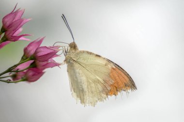 Damaged orange tip (Anthocharis cardamines) butterfly on a purple flower in a summer garden. Light background.