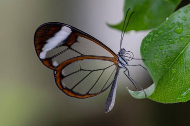 Güzel Glasswing Kelebeği (Greta oto) bir yaz bahçesinde yaprak üzerinde. Güney Amerika 'daki Amazon yağmur ormanlarında. Başkan Tropikal Kelebek.