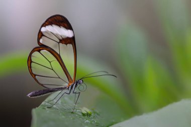Güzel Glasswing Kelebeği (Greta oto) bir yaz bahçesinde yaprak üzerinde. Güney Amerika 'daki Amazon yağmur ormanlarında. Başkan Tropikal Kelebek.