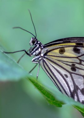 Beautiful The Paper Kite, Rice Paper, or Large Tree Nymph tropical butterfly (Idea Leuconoe) on a leaf. Blurry green background. Presious tropical butterfly with a hint of yellow to the wings.