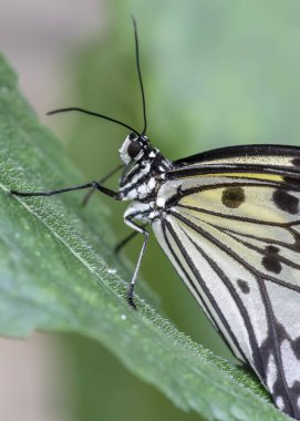 Beautiful The Paper Kite, Rice Paper, or Large Tree Nymph tropical butterfly (Idea Leuconoe) on a leaf. Blurry green background. Presious tropical butterfly with a hint of yellow to the wings.