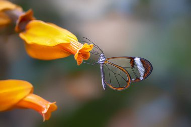 Güzel Glasswing Kelebeği (Greta oto) bir portakal çiçeğinin üzerinde bir yaz bahçesinde. Güney Amerika 'daki Amazon yağmur ormanlarında. Başkan Tropikal Kelebek.