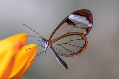 Güzel Glasswing Kelebeği (Greta oto) bir portakal çiçeğinin üzerinde bir yaz bahçesinde. Güney Amerika 'daki Amazon yağmur ormanlarında. Başkan Tropikal Kelebek.