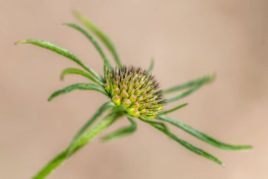 Sahadaki yeşil bitkinin etrafını sarın.