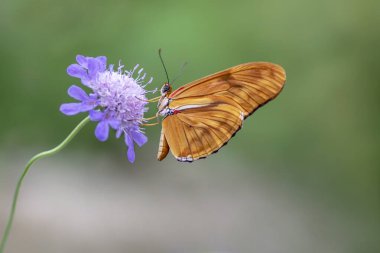 Beautiful Julia butterfly, Julia heliconian, the flame, or flambeau (Dryas iulia) feeding on blue flower (Scabiosa caucasia) in a Summer garden. Blurry background. Precious orange Tropical butterfly.