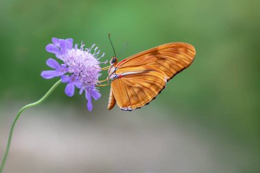 Beautiful Julia butterfly, Julia heliconian, the flame, or flambeau (Dryas iulia) feeding on blue flower (Scabiosa caucasia) in a Summer garden. Blurry background. Precious orange Tropical butterfly. clipart