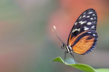 Güzel bir kral kelebeği (Danaus plexippus) bir yaz bahçesinde basit bir hükümdardır. Kıymetli Turuncu Kelebek