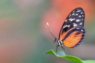 Güzel bir kral kelebeği (Danaus plexippus) bir yaz bahçesinde basit bir hükümdardır. Kıymetli Turuncu Kelebek