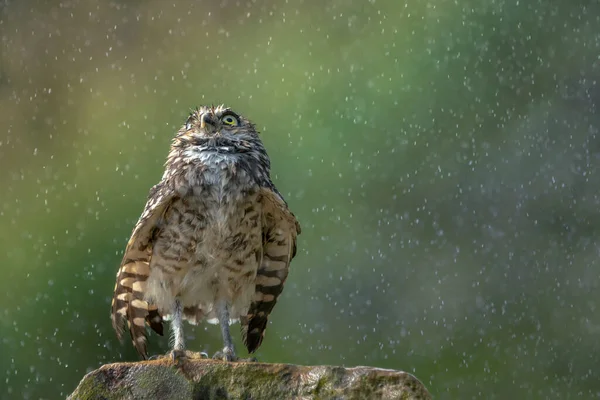 Burrowing Owl Athene Cunicularia Noord Brabant Netherlands — Fotografia de Stock