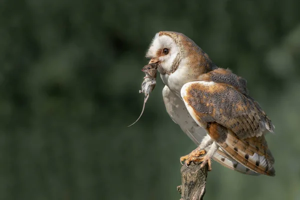 Lindo Hermoso Búho Granero Tyto Alba Comiendo Ratón Presa Atardecer — Foto de Stock