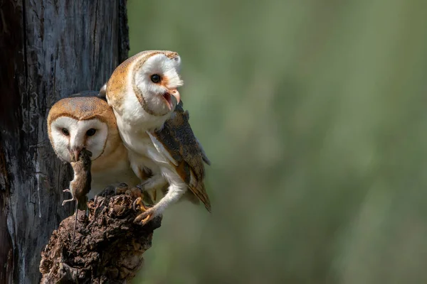 Two Beautiful Barn Owls Tyto Alba Branch One Barn Owl — Φωτογραφία Αρχείου