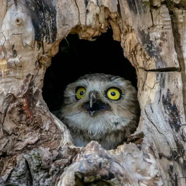Burrowing Owl Athene Cunicularia Noord Brabant Netherlands — Stock Photo, Image