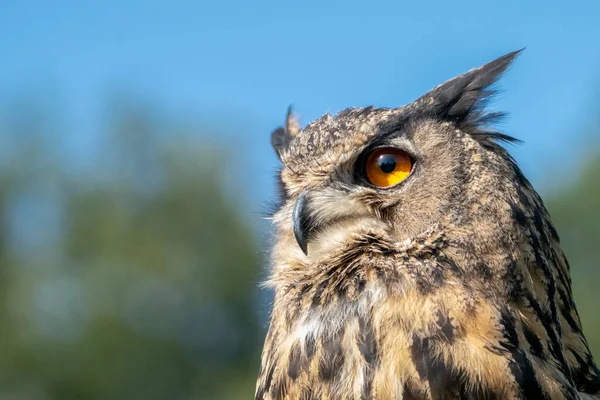 Beautiful Huge European Eagle Owl Bubo Bubo Gelderland Netherlands — Foto de Stock