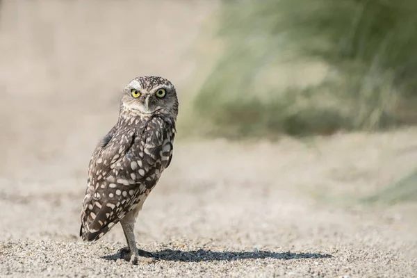 Burrowing Owl Athene Cunicularia Noord Brabant Netherlands —  Fotos de Stock