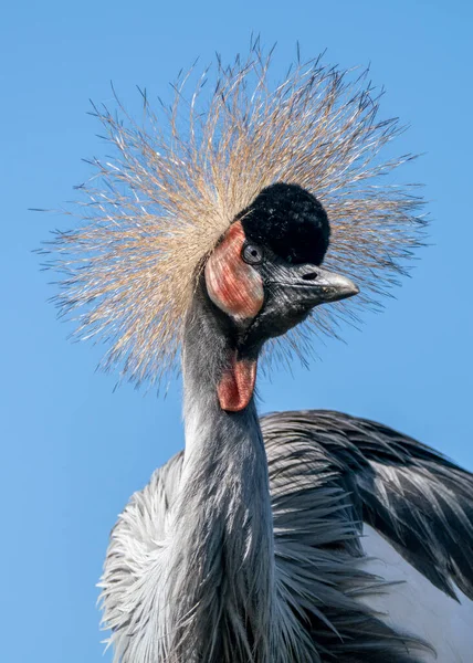 Portrait Une Belle Grue Couronnée Noire Profil Rapproché Grue Crête — Photo