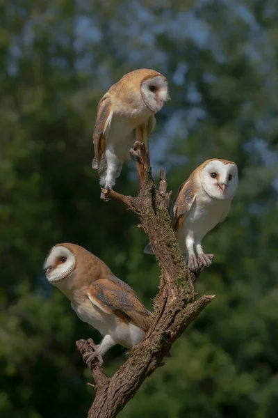 Beautiful Barn Owls Tyto Alba Netherlands —  Fotos de Stock
