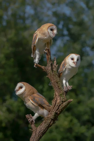 Beautiful Barn Owls Tyto Alba Netherlands — Stock Photo, Image