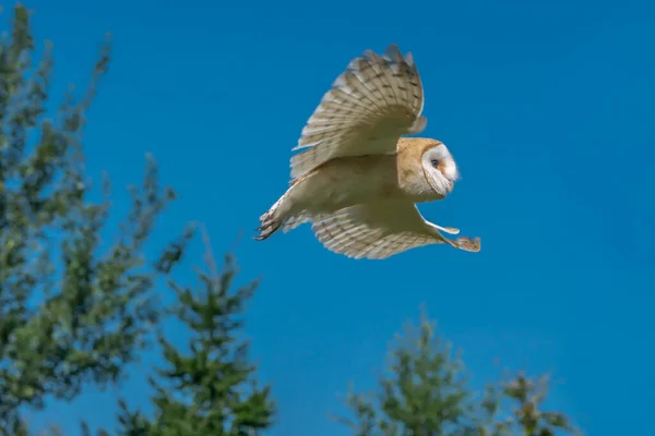 Schöne Schleiereule Den Niederlanden — Stockfoto