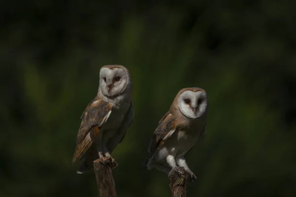 Beautiful Barn Owls Tyto Alba Netherlands — Stock Photo, Image