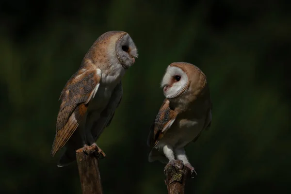 Beautiful Barn Owls Tyto Alba Netherlands — Foto de Stock