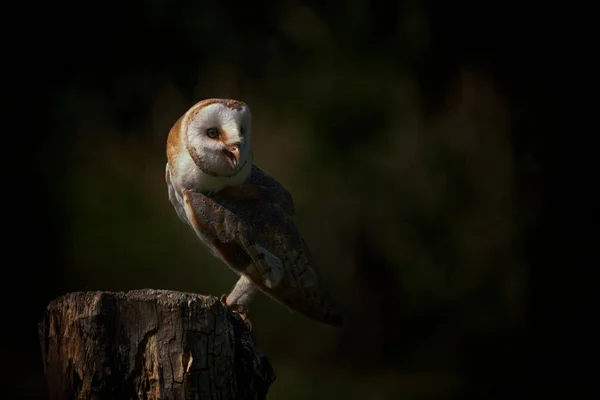 Beautiful Barn Owl Netherlands — 스톡 사진