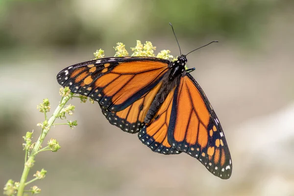 A beautiful monarch butterfly or simply monarch (Danaus plexippus) in a Summer garden. Precious Orange butterfly