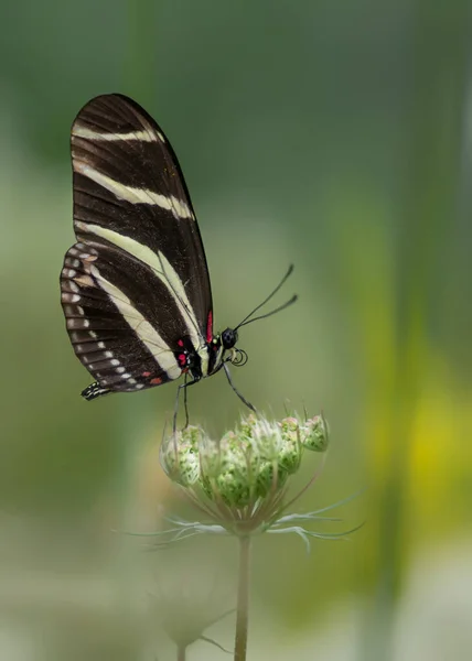 Zebra Uzun Kanatlı Kelebek Heliconius Charithonia Bir Yaz Bahçesinde Güzel — Stok fotoğraf