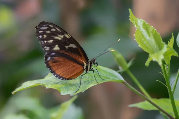 夏园中美丽的帝王蝴蝶 或简单地称为帝王 Danaus Plexippus 珍贵的橙色蝴蝶 — 图库照片