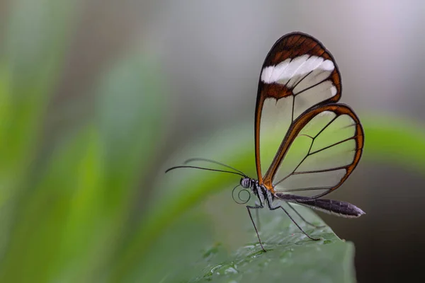 Beautiful Glasswing Butterfly Greta Oto Leaf Summer Garden Amazone Rainforest — Stock Photo, Image