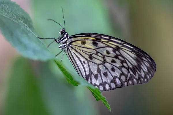 Beautiful Paper Kite Rice Paper Large Tree Nymph Tropical Butterfly — 图库照片