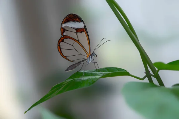 Beau Papillon Verrier Greta Oto Sur Une Feuille Dans Jardin — Photo