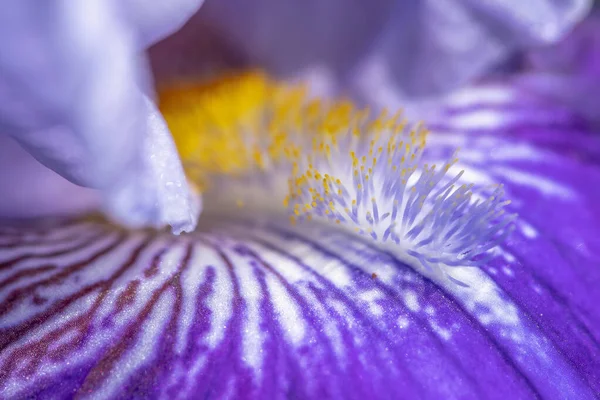 Beautiful Purple Yellow Iris Flower Close Royalty Free Εικόνες Αρχείου