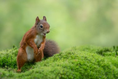 Hollanda 'nın Noord Brabant ormanında güzel yavru kırmızı sincap (Sciurus vulgaris).