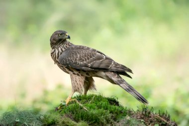 Hollanda 'daki Noord Brabant ormanında bir avla birlikte bir dalda Kuzey Goshawk Yetişkinleri (Accipiter gentilis).                                                              