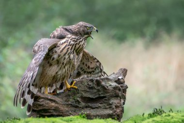 Hollanda 'daki Noord Brabant ormanında bir avla birlikte bir dalda Kuzey Goshawk Yetişkinleri (Accipiter gentilis).                                                              