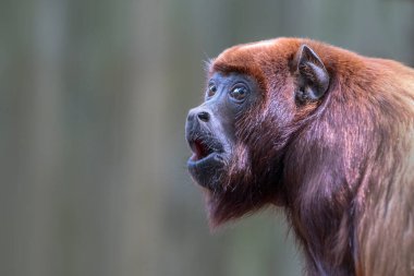 Red howler monkey on nature background