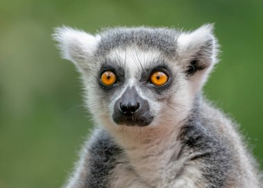 Bir halka kuyruklu lemurun portresi (Lemur catta). Hollanda, Avrupa 'da Apenheul.