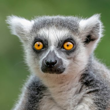 Bir halka kuyruklu lemurun portresi (Lemur catta). Hollanda, Avrupa 'da Apenheul.