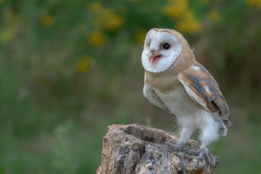 Güzel Ahır Baykuşu (Tyto alba) Hollanda