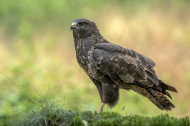 Hollanda 'daki Noord Brabant ormanında Kuzey Goshawk Yetişkinleri (Accipiter gentilis).