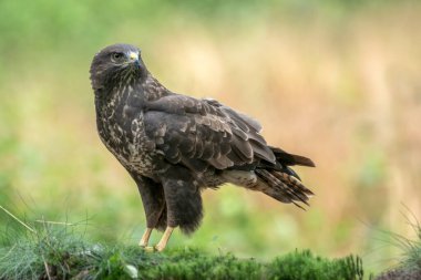 Hollanda 'daki Noord Brabant ormanında Kuzey Goshawk Yetişkinleri (Accipiter gentilis).