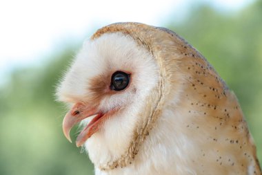 Güzel Barn baykuşu (Tyto alba). Hollanda 'da.   