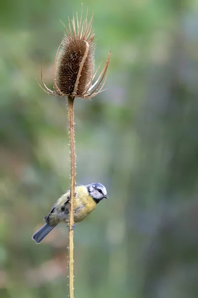 Eurasian Blue Tit Cyanistes Caeruleus Branch Dark Forest Noord Brabant — ストック写真