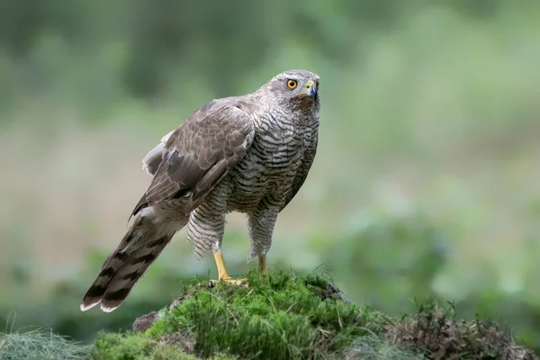 Ενηλίκων Του Northern Goshawk Accipiter Gentilis Υποκατάστημα Λεία Στο Δάσος — Φωτογραφία Αρχείου